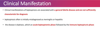 Clinical Manifestation
• Clinical manifestations of leptospirosis are associated with a general febrile disease and are not sufficiently
characteristic for diagnosis
• leptospirosis often is initially misdiagnosed as meningitis or hepatitis
• the disease is biphasic, which an acute leptospiremic phase followed by the immune leptospiruric phase
 