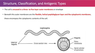 Structure, Classification, and Antigenic Types
• The cell is encased in a three- to five-layer outer membrane or envelope
• Beneath this outer membrane are the flexible, helical peptidoglycan layer and the cytoplasmic membrane;
these encompass the cytoplasmic contents of the cell.
 