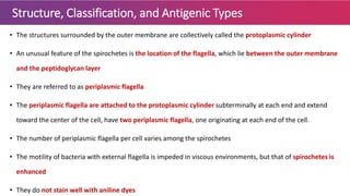 Structure, Classification, and Antigenic Types
• The structures surrounded by the outer membrane are collectively called the protoplasmic cylinder
• An unusual feature of the spirochetes is the location of the flagella, which lie between the outer membrane
and the peptidoglycan layer
• They are referred to as periplasmic flagella
• The periplasmic flagella are attached to the protoplasmic cylinder subterminally at each end and extend
toward the center of the cell, have two periplasmic flagella, one originating at each end of the cell.
• The number of periplasmic flagella per cell varies among the spirochetes
• The motility of bacteria with external flagella is impeded in viscous environments, but that of spirochetes is
enhanced
• They do not stain well with aniline dyes
 