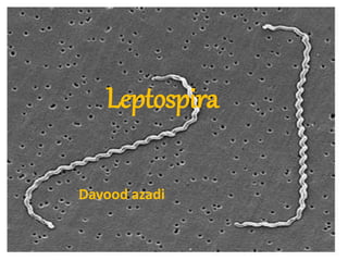 Leptospira 
Davood azadi 
 