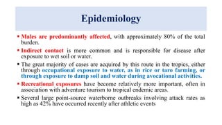 Epidemiology
 Males are predominantly affected, with approximately 80% of the total
burden.
 Indirect contact is more common and is responsible for disease after
exposure to wet soil or water.
 The great majority of cases are acquired by this route in the tropics, either
through occupational exposure to water, as in rice or taro farming, or
through exposure to damp soil and water during avocational activities.
 Recreational exposures have become relatively more important, often in
association with adventure tourism to tropical endemic areas.
 Several large point-source waterborne outbreaks involving attack rates as
high as 42% have occurred recently after athletic events
 