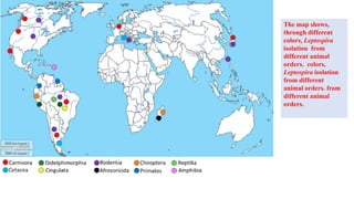 The map shows,
through different
colors, Leptospira
isolation from
different animal
orders. colors,
Leptospira isolation
from different
animal orders. from
different animal
orders.
 