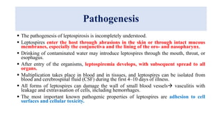 Pathogenesis
 The pathogenesis of leptospirosis is incompletely understood.
 Leptospires enter the host through abrasions in the skin or through intact mucous
membranes, especially the conjunctiva and the lining of the oro- and nasopharynx.
 Drinking of contaminated water may introduce leptospires through the mouth, throat, or
esophagus.
 After entry of the organisms, leptospiremia develops, with subsequent spread to all
organs.
 Multiplication takes place in blood and in tissues, and leptospires can be isolated from
blood and cerebrospinal fluid (CSF) during the first 4–10 days of illness.
 All forms of leptospires can damage the wall of small blood vessels vasculitis with
leakage and extravasation of cells, including hemorrhages.
 The most important known pathogenic properties of leptospires are adhesion to cell
surfaces and cellular toxicity.
 
