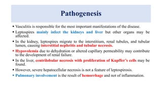 Pathogenesis
 Vasculitis is responsible for the most important manifestations of the disease.
 Leptospires mainly infect the kidneys and liver but other organs may be
affected.
 In the kidney, leptospires migrate to the interstitium, renal tubules, and tubular
lumen, causing interstitial nephritis and tubular necrosis.
 Hypovolemia due to dehydration or altered capillary permeability may contribute
to the development of renal failure.
 In the liver, centrilobular necrosis with proliferation of Kupffer’s cells may be
found.
 However, severe hepatocellular necrosis is not a feature of leptospirosis.
 Pulmonary involvement is the result of hemorrhage and not of inflammation.
 
