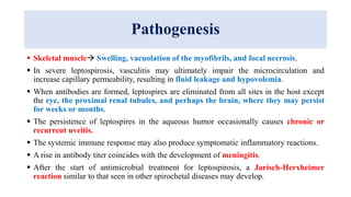 Pathogenesis
 Skeletal muscle Swelling, vacuolation of the myofibrils, and focal necrosis.
 In severe leptospirosis, vasculitis may ultimately impair the microcirculation and
increase capillary permeability, resulting in fluid leakage and hypovolemia.
 When antibodies are formed, leptospires are eliminated from all sites in the host except
the eye, the proximal renal tubules, and perhaps the brain, where they may persist
for weeks or months.
 The persistence of leptospires in the aqueous humor occasionally causes chronic or
recurrent uveitis.
 The systemic immune response may also produce symptomatic inflammatory reactions.
 A rise in antibody titer coincides with the development of meningitis.
 After the start of antimicrobial treatment for leptospirosis, a Jarisch-Herxheimer
reaction similar to that seen in other spirochetal diseases may develop.
 