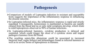 Pathogenesis
Comparison of models of Leptospira infection in resistant and susceptible
hosts suggests the importance of the inflammatory response in influencing
the disease outcome.
In Leptospira-infected mice, the inflammatory response is rapid and strictly
regulated. Consequently, homeostasis is maintained as bacteria are rapidly
cleared from the blood and no or only mild symptoms develop, which relate
to mild leptospirosis observed in 90% of human infections.
In Leptospira-infected hamsters, cytokine production is delayed and
sustained, which could trigger the onset of a cytokine storm and impair
pathogen clearance from the blood.
The resulting sepsis-like phenotype could be associated to increased
bacterial load, organ failures and hemorrhages found in infected hamsters as
well as in severe forms of leptospirosis in humans.
 