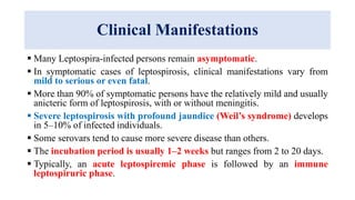 Clinical Manifestations
 Many Leptospira-infected persons remain asymptomatic.
 In symptomatic cases of leptospirosis, clinical manifestations vary from
mild to serious or even fatal.
 More than 90% of symptomatic persons have the relatively mild and usually
anicteric form of leptospirosis, with or without meningitis.
 Severe leptospirosis with profound jaundice (Weil’s syndrome) develops
in 5–10% of infected individuals.
 Some serovars tend to cause more severe disease than others.
 The incubation period is usually 1–2 weeks but ranges from 2 to 20 days.
 Typically, an acute leptospiremic phase is followed by an immune
leptospiruric phase.
 