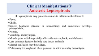Clinical Manifestations
Anicteric Leptospirosis
Leptospirosis may present as an acute influenza-like illness
 Fever,
 Chills,
 Severe headache (frontal or retroorbital) and sometimes develops
photophobia,
 Nausea,
 Vomiting, and myalgias.
 Muscle pain, which especially affects the calves, back, and abdomen
 Less common features include sore throat and rash.
 Mental confusion may be evident.
 Pulmonary Cough and chest pain and in a few cases by hemoptysis.
 