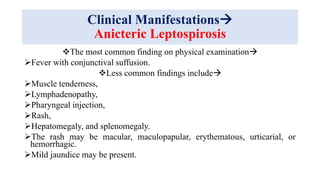 Clinical Manifestations
Anicteric Leptospirosis
The most common finding on physical examination
Fever with conjunctival suffusion.
Less common findings include
Muscle tenderness,
Lymphadenopathy,
Pharyngeal injection,
Rash,
Hepatomegaly, and splenomegaly.
The rash may be macular, maculopapular, erythematous, urticarial, or
hemorrhagic.
Mild jaundice may be present.
 