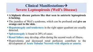 Clinical Manifestations
Severe Leptospirosis (Weil’s Disease)
 A biphasic disease pattern like that seen in anicteric leptospirosis
is lacking.
 The jaundice of Weil’s syndrome, which can be profound and give an
orange cast to the skin.
 Hepatomegaly and tenderness in the right upper quadrant are usually
detected.
 Splenomegaly is found in 20% of cases.
 Renal failure may develop, often during the second week of illness.
 Hypovolemia and decreased renal perfusion contribute to the
development of Acute Tubular Necrosis with oliguria or anuria.
 