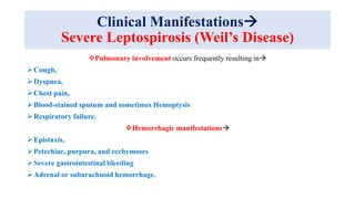Clinical Manifestations
Severe Leptospirosis (Weil’s Disease)
Pulmonary involvement occurs frequently resulting in
Cough,
Dyspnea,
Chest pain,
Blood-stained sputum and sometimes Hemoptysis
Respiratory failure.
Hemorrhagic manifestations
Epistaxis,
Petechiae, purpura, and ecchymoses
Severe gastrointestinal bleeding
Adrenal or subarachnoid hemorrhage.
 