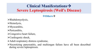 Clinical Manifestations
Severe Leptospirosis (Weil’s Disease)
Others
Rhabdomyolysis,
Hemolysis,
Myocarditis,
Pericarditis,
Congestive heart failure,
Cardiogenic shock,
Adult respiratory distress syndrome,
Necrotizing pancreatitis, and multiorgan failure have all been described
during severe leptospirosis.
 