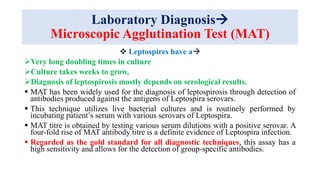 Laboratory Diagnosis
Microscopic Agglutination Test (MAT)
 Leptospires have a
Very long doubling times in culture
Culture takes weeks to grow,
Diagnosis of leptospirosis mostly depends on serological results.
 MAT has been widely used for the diagnosis of leptospirosis through detection of
antibodies produced against the antigens of Leptospira serovars.
 This technique utilizes live bacterial cultures and is routinely performed by
incubating patient’s serum with various serovars of Leptospira.
 MAT titre is obtained by testing various serum dilutions with a positive serovar. A
four-fold rise of MAT antibody titre is a definite evidence of Leptospira infection.
 Regarded as the gold standard for all diagnostic techniques, this assay has a
high sensitivity and allows for the detection of group-specific antibodies.
 
