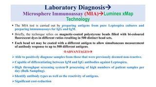 Laboratory Diagnosis
Microsphere Immunoassay (MIA)Luminex xMap
Technology
 The MIA test is carried out by preparing antigens from pure Leptospira cultures and
preparing immunoassays for IgG and IgM.
 Briefly, the technique relies on magnetic-coated polystyrene beads filled with bi-coloured
fluorescent dyes in different ratios resulting in 500 distinct bead sets.
 Each bead set may be coated with a different antigen to allow simultaneous measurement
of antibody response to up to 500 different antigens.
ADVANTAGES
Able to positively diagnose samples from those that were previously deemed non-reactive.
Capable of differentiating between IgM and IgG antibodies against Leptospira.
High throughput screening system processing of high numbers of patient samples per
day (Bulk Sampling).
Identify antibody types as well as the reactivity of antigens.
Significant cost-reduction
 