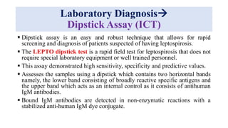 Laboratory Diagnosis
Dipstick Assay (ICT)
 Dipstick assay is an easy and robust technique that allows for rapid
screening and diagnosis of patients suspected of having leptospirosis.
 The LEPTO dipstick test is a rapid field test for leptospirosis that does not
require special laboratory equipment or well trained personnel.
 This assay demonstrated high sensitivity, specificity and predictive values.
 Assesses the samples using a dipstick which contains two horizontal bands
namely, the lower band consisting of broadly reactive specific antigens and
the upper band which acts as an internal control as it consists of antihuman
IgM antibodies.
 Bound IgM antibodies are detected in non-enzymatic reactions with a
stabilized anti-human IgM dye conjugate.
 