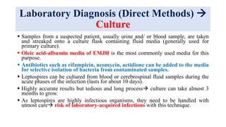 Laboratory Diagnosis (Direct Methods) 
Culture
 Samples from a suspected patient, usually urine and/ or blood sample, are taken
and streaked onto a culture flask containing fluid media (generally used for
primary culture).
 Oleic acid-albumin media of EMJH is the most commonly used media for this
purpose.
 Antibiotics such as rifampicin, neomycin, actidione can be added to the media
for selective isolation of bacteria from contaminated samples.
 Leptospires can be cultured from blood or cerebrospinal fluid samples during the
acute phases of the infection (lasts for about 10 days).
 Highly accurate results but tedious and long process culture can take almost 3
months to grow.
 As leptospires are highly infectious organisms, they need to be handled with
utmost care risk of laboratory-acquired infections with this technique.
 