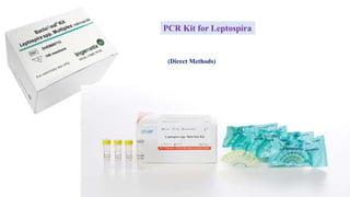 PCR Kit for Leptospira
(Direct Methods)
 