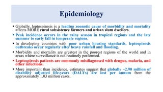 Epidemiology
 Globally, leptospirosis is a leading zoonotic cause of morbidity and mortality
affects MORE rural subsistence farmers and urban slum dwellers.
 Peak incidence occurs in the rainy season in tropical regions and the late
summer to early fall in temperate regions.
 In developing countries with poor urban housing standards, leptospirosis
outbreaks occur regularly after heavy rainfall and flooding.
 Morbidity and mortality are greatest in the poorest regions of the world and in
areas where surveillance is not routinely performed.
 Leptospirosis patients are commonly misdiagnosed with dengue, malaria, and
other infections.
 More important than incidence, estimates suggest that globally ~2.90 million of
disability adjusted life-years (DALYs) are lost per annum from the
approximately 1.03 million cases.
 