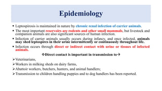 Epidemiology
 Leptospirosis is maintained in nature by chronic renal infection of carrier animals.
 The most important reservoirs are rodents and other small mammals, but livestock and
companion animals are also significant sources of human infection.
 Infection of carrier animals usually occurs during infancy, and once infected, animals
may shed leptospires in their urine intermittently or continuously throughout life.
 Infection occurs through direct or indirect contact with urine or tissues of infected
animals.
Direct contact is important in transmission to
Veterinarians,
Workers in milking sheds on dairy farms,
Abattoir workers, butchers, hunters, and animal handlers;
Transmission to children handling puppies and to dog handlers has been reported.
 