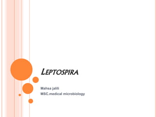 LEPTOSPIRA
Mahsa jalili
MSC.medical microbiology
 