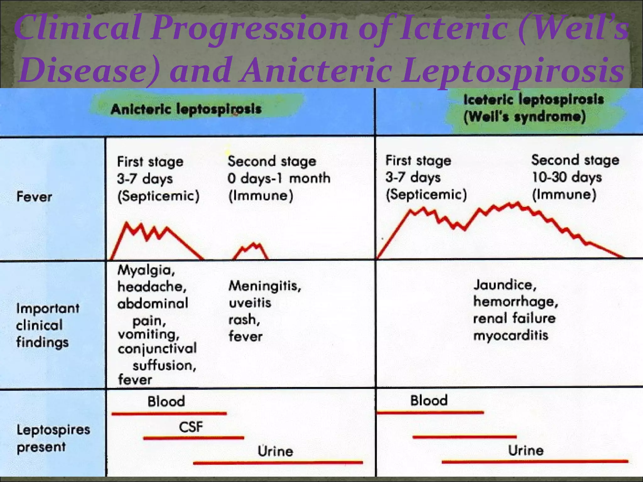 Clinical Progression of Icteric (Weil’s
Disease) and Anicteric Leptospirosis




                (pigmented
                part of eye)
 