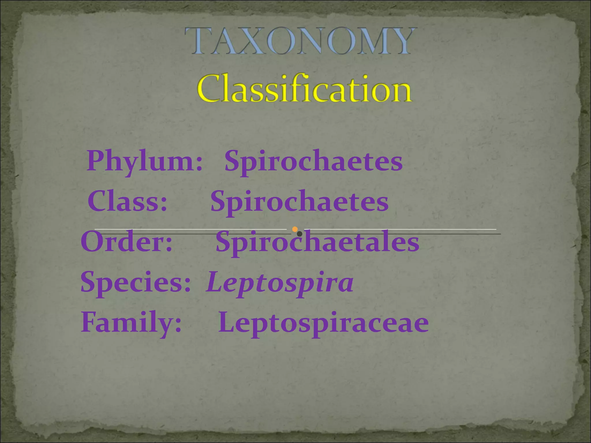 Phylum: Spirochaetes
Class: Spirochaetes
Order: Spirochaetales
Species: Leptospira
Family: Leptospiraceae
 