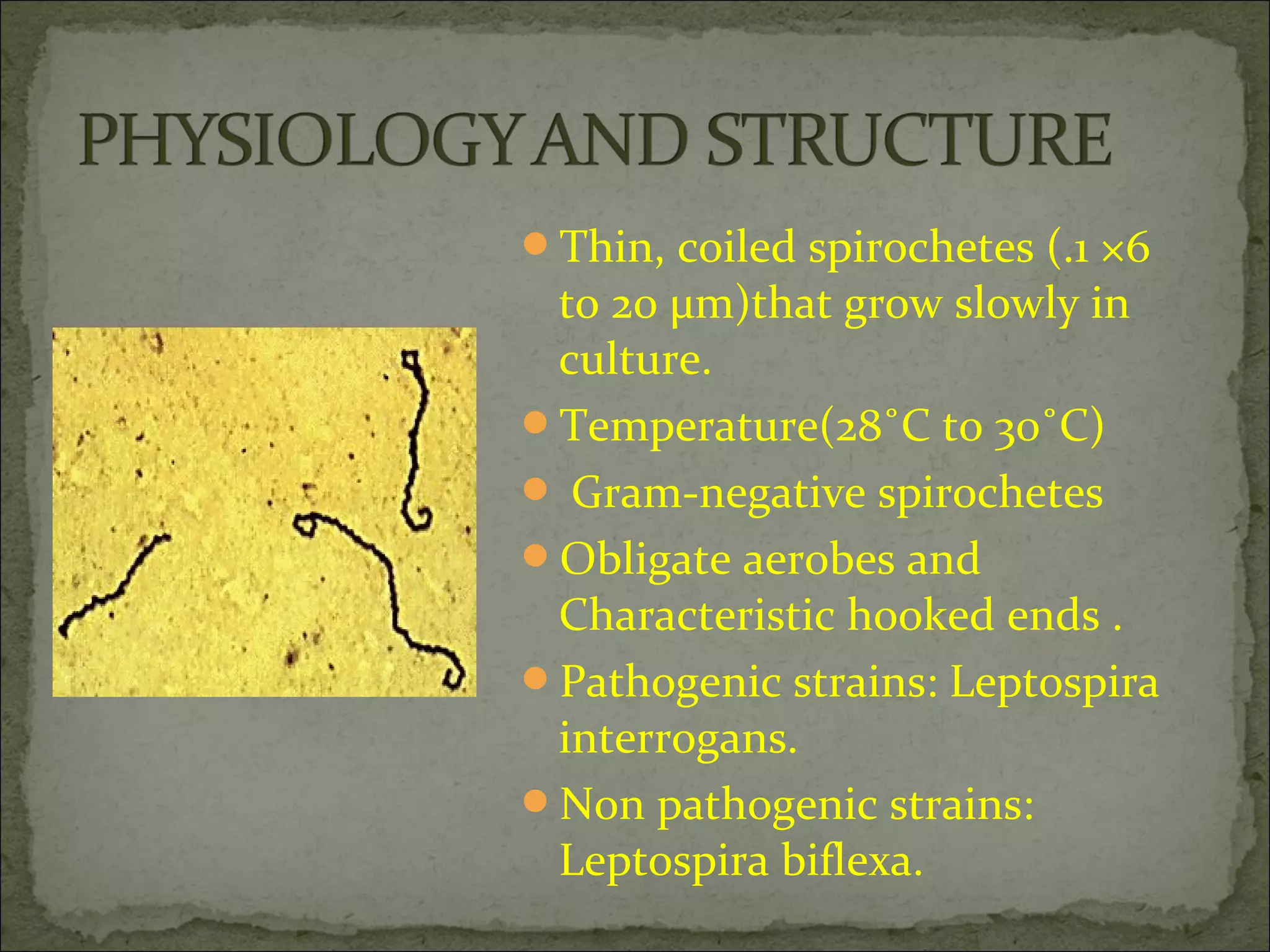 Thin, coiled spirochetes (.1 ×6
 to 20 µm)that grow slowly in
 culture.
Temperature(28˚C to 30˚C)
 Gram-negative spirochetes
Obligate aerobes and
 Characteristic hooked ends .
Pathogenic strains: Leptospira
 interrogans.
Non pathogenic strains:
 Leptospira biflexa.
 