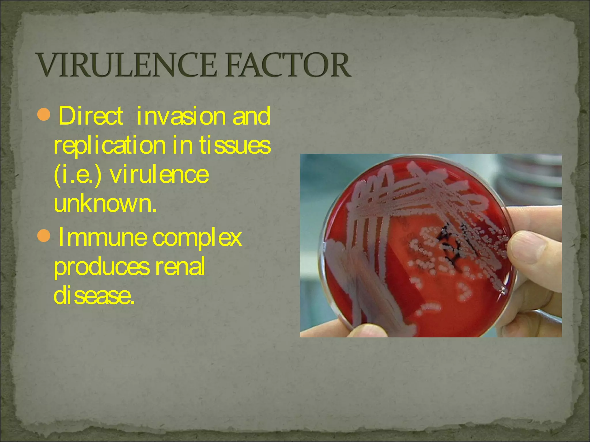 Direct invasion and
 replication in tissues
 (i.e.) virulence
 unknown.
Immune complex
 produces renal
 disease.
 