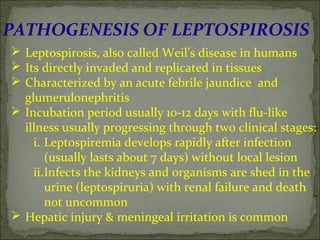 PATHOGENESIS OF LEPTOSPIROSIS
 Leptospirosis, also called Weil’s disease in humans
 Its directly invaded and replicated in tissues
 Characterized by an acute febrile jaundice and
  glumerulonephritis
 Incubation period usually 10-12 days with flu-like
  illness usually progressing through two clinical stages:
    i. Leptospiremia develops rapidly after infection
       (usually lasts about 7 days) without local lesion
    ii.Infects the kidneys and organisms are shed in the
       urine (leptospiruria) with renal failure and death
       not uncommon
 Hepatic injury & meningeal irritation is common
 