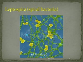Microbes   2
 