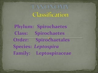 Phylum: Spirochaetes
Class: Spirochaetes
Order: Spirochaetales
Species: Leptospira
Family: Leptospiraceae
 