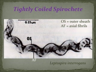 Tightly Coiled Spirochete
                   OS = outer sheath
                   AF = axial fibrils




      AF
             Leptospira interrogans
 