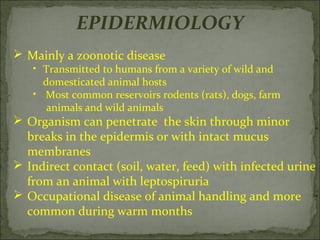 EPIDERMIOLOGY
 Mainly a zoonotic disease
   • Transmitted to humans from a variety of wild and
     domesticated animal hosts
   • Most common reservoirs rodents (rats), dogs, farm
      animals and wild animals
 Organism can penetrate the skin through minor
  breaks in the epidermis or with intact mucus
  membranes
 Indirect contact (soil, water, feed) with infected urine
  from an animal with leptospiruria
 Occupational disease of animal handling and more
  common during warm months
 