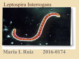 Leptospira Interrogans
Maria I. Ruiz 2016-0174
 