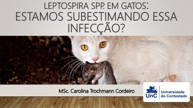 Vacina leptospirose gatos Clearance