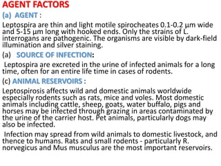 AGENT FACTORS
(a) AGENT :
Leptospira are thin and light motile spirocheates 0.1-0.2 μm wide
and 5-15 μm long with hooked ends. Only the strains of L.
interrogans are pathogenic. The organisms are visible by dark-field
illumination and silver staining.
(a) SOURCE OF INFECTION:
Leptospira are excreted in the urine of infected animals for a long
time, often for an entire life time in cases of rodents.
(c) ANIMAL RESERVOIRS :
Leptospirosis affects wild and domestic animals worldwide
especially rodents such as rats, mice and voles. Most domestic
animals including cattle, sheep, goats, water buffalo, pigs and
horses may be infected through grazing in areas contaminated by
the urine of the carrier host. Pet animals, particularly dogs may
also be infected.
Infection may spread from wild animals to domestic livestock, and
thence to humans. Rats and small rodents - particularly R.
norvegicus and Mus musculus are the most important reservoirs.
 