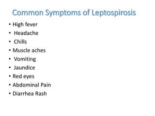 Common Symptoms of Leptospirosis
• High fever
• Headache
• Chills
• Muscle aches
• Vomiting
• Jaundice
• Red eyes
• Abdominal Pain
• Diarrhea Rash
 