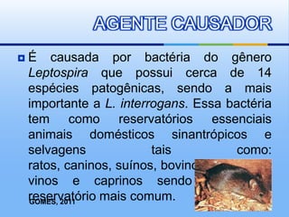 AGENTE CAUSADOR
   É causada por bactéria do gênero
    Leptospira que possui cerca de 14
    espécies patogênicas, sendo a mais
    importante a L. interrogans. Essa bactéria
    tem como reservatórios essenciais
    animais domésticos sinantrópicos e
    selvagens             tais           como:
    ratos, caninos, suínos, bovinos, equinos, o
    vinos e caprinos sendo o rato o
    reservatório mais comum.
    GOMES, 2011
 