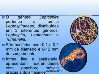 O     gênero       Leptospira
  pertence       à       família
  Leptospiraceae, distribuídas
  em 3 diferentes gêneros:
  Leptospira, Leptonema e
  Turneriella.
 São bactérias com 0,1 a 0,2
  mm de diâmetro e 6-12 mm
  de comprimento;
 forma   fina e espiralada;
  apresentam      extremidades
  com     ganchos;      móveis
                         GOMES, 2011
  graças a dois flagelos
 