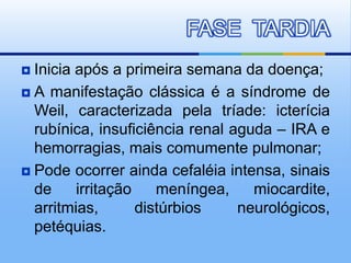  Inicia após a primeira semana da doença;
 A manifestação clássica é a síndrome de
Weil, caracterizada pela tríade: icterícia
rubínica, insuficiência renal aguda – IRA e
hemorragias, mais comumente pulmonar;
 Pode ocorrer ainda cefaléia intensa, sinais
de irritação meníngea, miocardite,
arritmias, distúrbios neurológicos,
petéquias.
FASE TARDIA
 