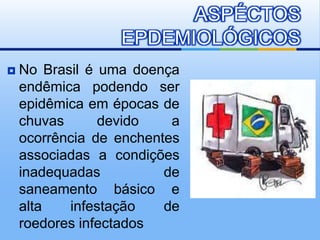  No Brasil é uma doença
endêmica podendo ser
epidêmica em épocas de
chuvas devido a
ocorrência de enchentes
associadas a condições
inadequadas de
saneamento básico e
alta infestação de
roedores infectados
ASPÉCTOS
EPDEMIOLÓGICOS
 