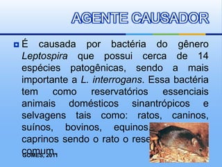  É causada por bactéria do gênero
Leptospira que possui cerca de 14
espécies patogênicas, sendo a mais
importante a L. interrogans. Essa bactéria
tem como reservatórios essenciais
animais domésticos sinantrópicos e
selvagens tais como: ratos, caninos,
suínos, bovinos, equinos, ovinos e
caprinos sendo o rato o reservatório mais
comum.
AGENTE CAUSADOR
GOMES, 2011
 