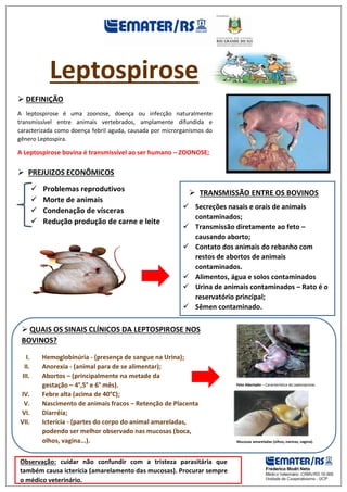 Leptospirose
 DEFINIÇÃO
A leptospirose é uma zoonose, doença ou infecção naturalmente
transmissível entre animais vertebrados, amplamente difundida e
caracterizada como doença febril aguda, causada por microrganismos do
gênero Leptospira.
A Leptospirose bovina é transmissível ao ser humano – ZOONOSE;
 PREJUIZOS ECONÔMICOS
 QUAIS OS SINAIS CLÍNICOS DA LEPTOSPIROSE NOS
BOVINOS?
I. Hemoglobinúria - (presença de sangue na Urina);
II. Anorexia - (animal para de se alimentar);
III. Abortos – (principalmente na metade da
gestação – 4°,5° e 6° mês).
IV. Febre alta (acima de 40°C);
V. Nascimento de animais fracos – Retenção de Placenta
VI. Diarréia;
VII. Icterícia - (partes do corpo do animal amareladas,
podendo ser melhor observado nas mucosas (boca,
olhos, vagina...).
 Problemas reprodutivos
 Morte de animais
 Condenação de vísceras
 Redução produção de carne e leite
Feto Abortado – Característica da Leptospirose.
 TRANSMISSÃO ENTRE OS BOVINOS
 Secreções nasais e orais de animais
contaminados;
 Transmissão diretamente ao feto –
causando aborto;
 Contato dos animais do rebanho com
restos de abortos de animais
contaminados.
 Alimentos, água e solos contaminados
 Urina de animais contaminados – Rato é o
reservatório principal;
 Sêmen contaminado.
Mucosas amareladas (olhos, narinas, vagina).
Observação: cuidar não confundir com a tristeza parasitária que
também causa icterícia (amarelamento das mucosas). Procurar sempre
o médico veterinário.
 