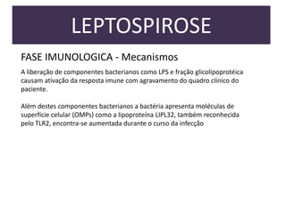 LEPTOSPIROSE
FASE IMUNOLOGICA - Mecanismos
A liberação de componentes bacterianos como LPS e fração glicolipoprotéica
causam ativação da resposta imune com agravamento do quadro clínico do
paciente.
Além destes componentes bacterianos a bactéria apresenta moléculas de
superfície celular (OMPs) como a lipoproteína LIPL32, também reconhecida
pelo TLR2, encontra-se aumentada durante o curso da infecção

 