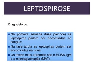 LEPTOSPIROSE
Diagnósticos

 