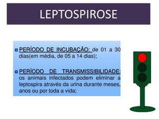 LEPTOSPIROSE

 