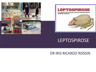 LEPTOSPIROSE
DR IRIS RICARDO ROSSIN

 