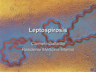 Leptospirosis

    Carmelo Gallardo
Residente Medicina Interna
 