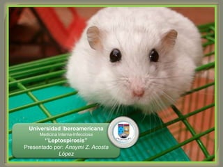 Universidad Iberoamericana Medicina Interna-Infecciosa ‘’Leptospirosis’’ Presentado por: Anaymi Z. Acosta López 