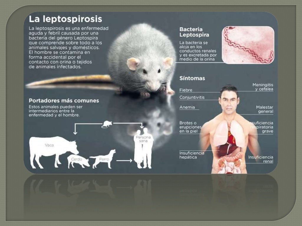 Leptospirosis